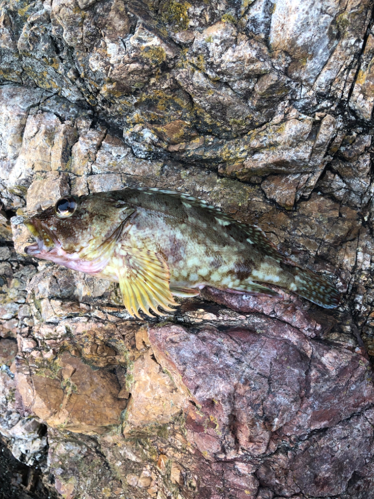 ちょこっとフィッシング