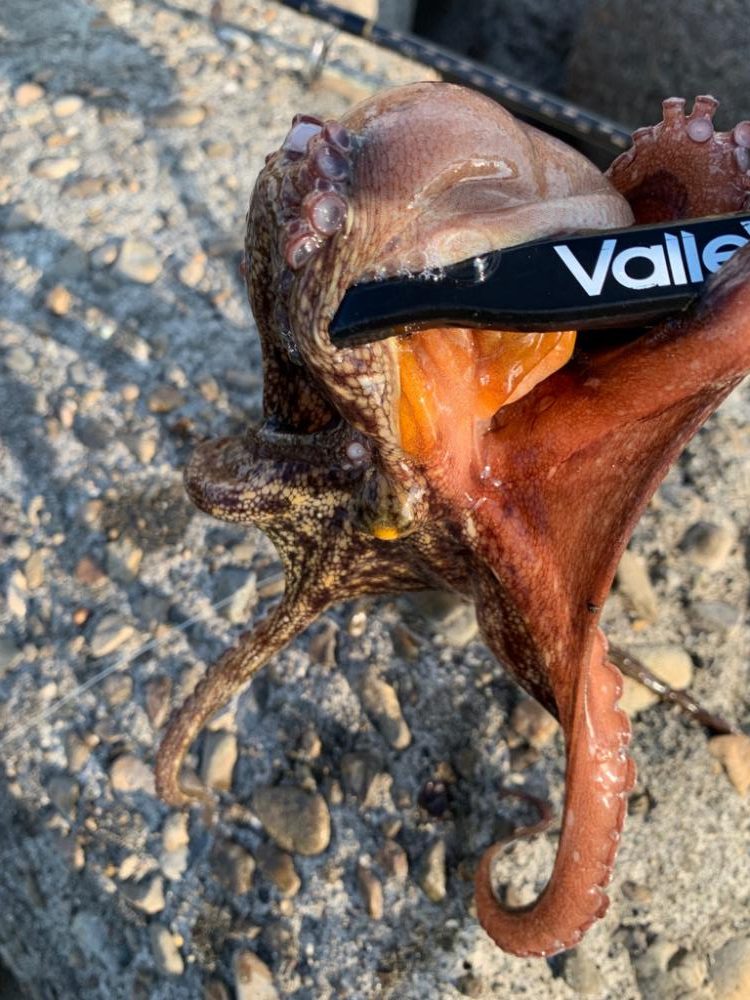 来週は、どうなるやろ。