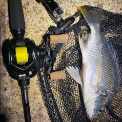 チニング アタリは無限