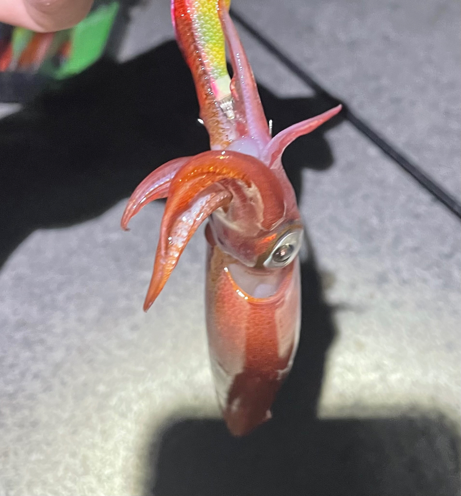 ショアケンサキ