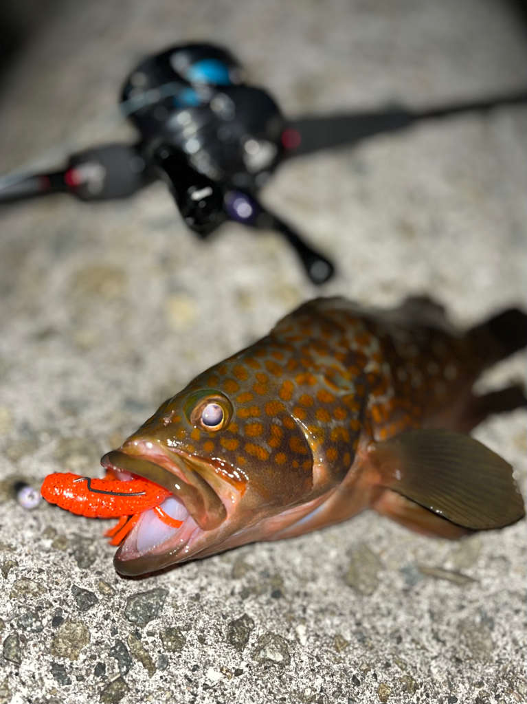 アコウ40up釣りたい