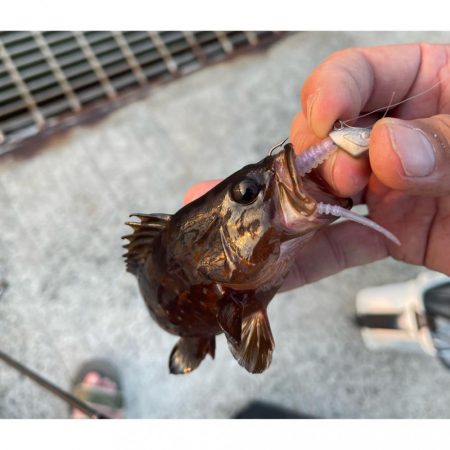 湾奥ライトゲーム!