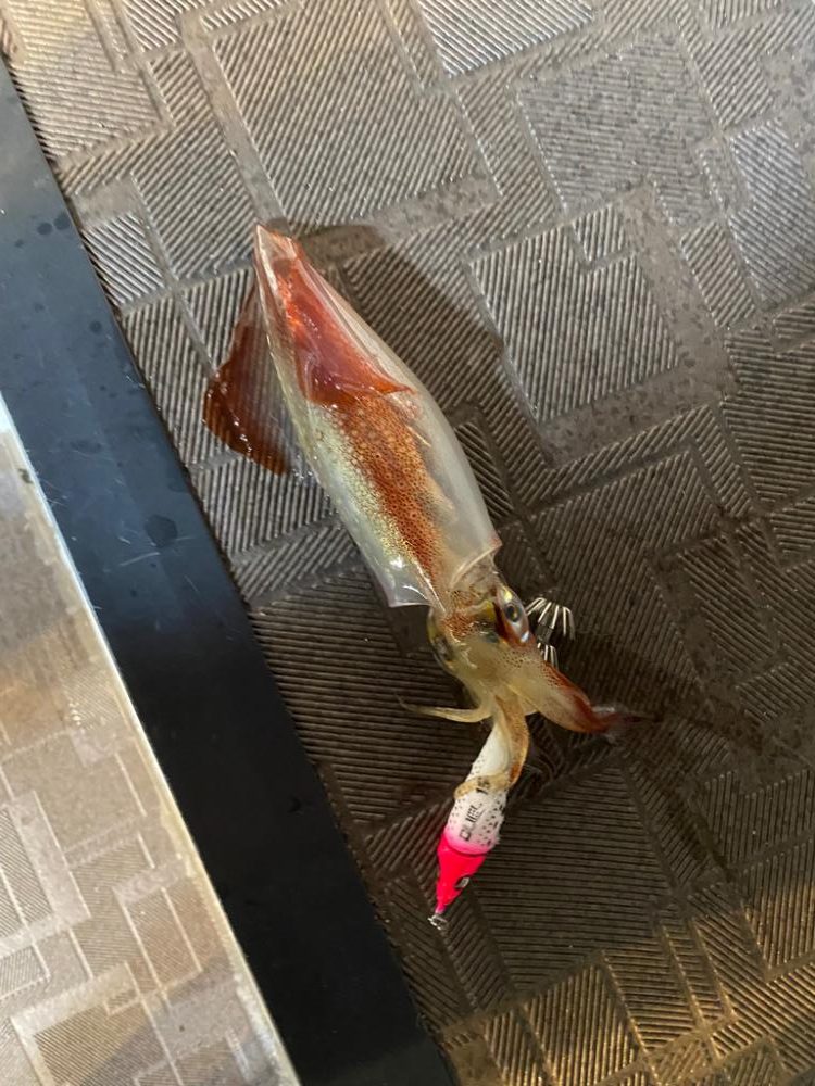 和歌山イカメタル