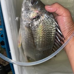 夕涼みぶっ込み