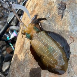 アジ&マゴチ探して時々エギング