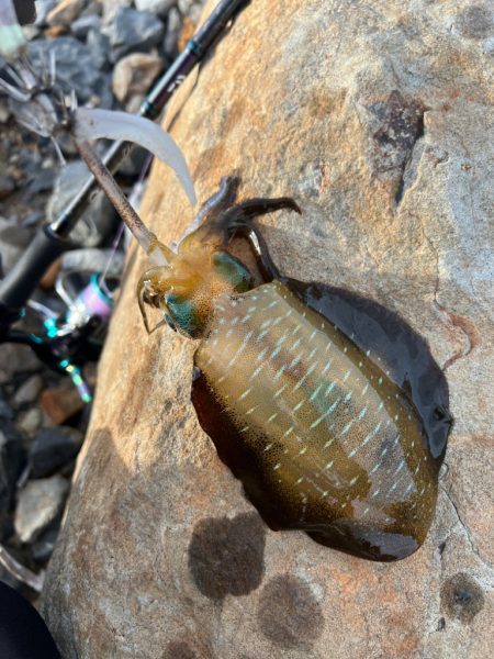 アジ&マゴチ探して時々エギング