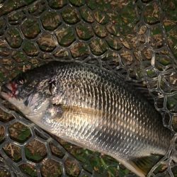 チヌハンターパート44