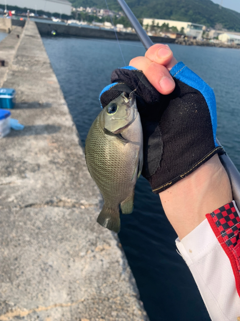 夏のフカセ釣り