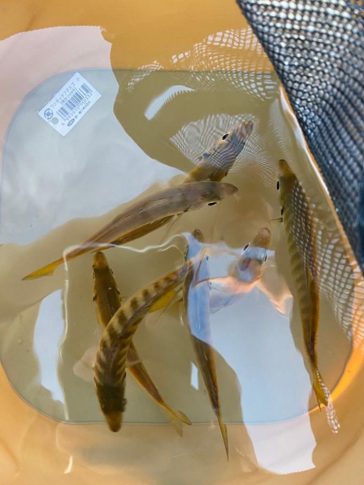 完璧なる👨🦲