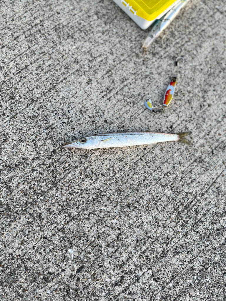 今年初太刀魚!!