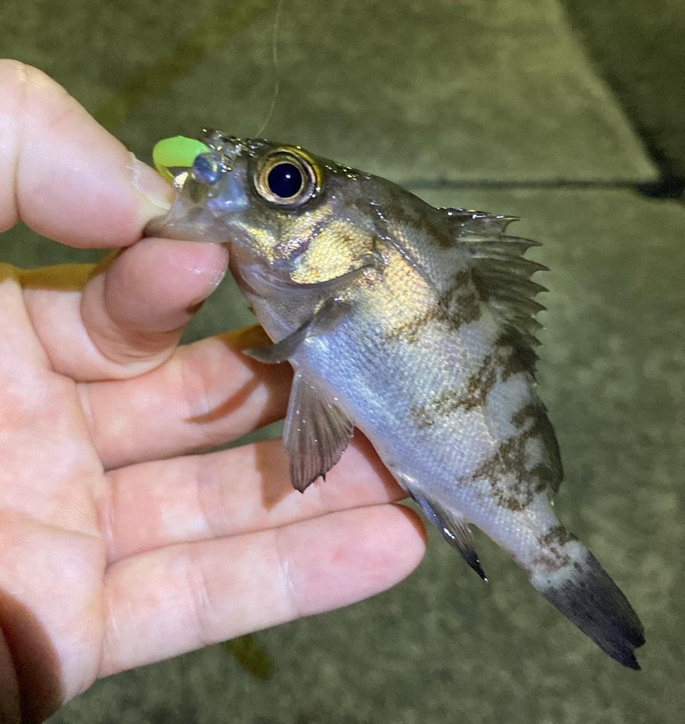 シーズン終了メバリング