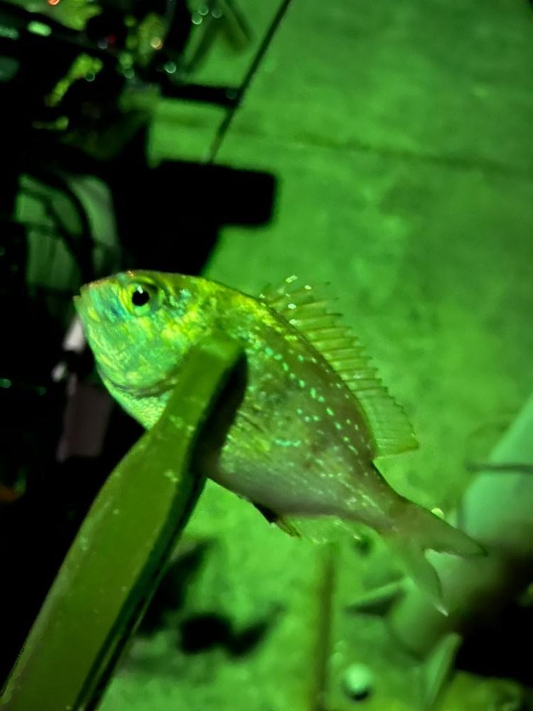 新しいリールの鱗付け