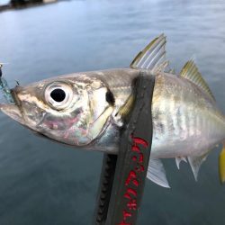 強風でもアジが釣りたい