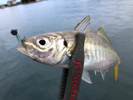 強風でもアジが釣りたい