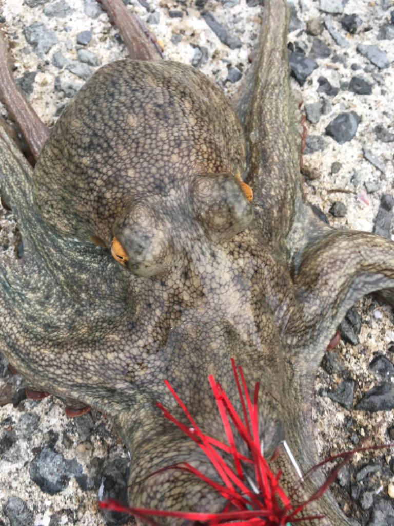 【タコフィネス】キロ弱を頭に２杯