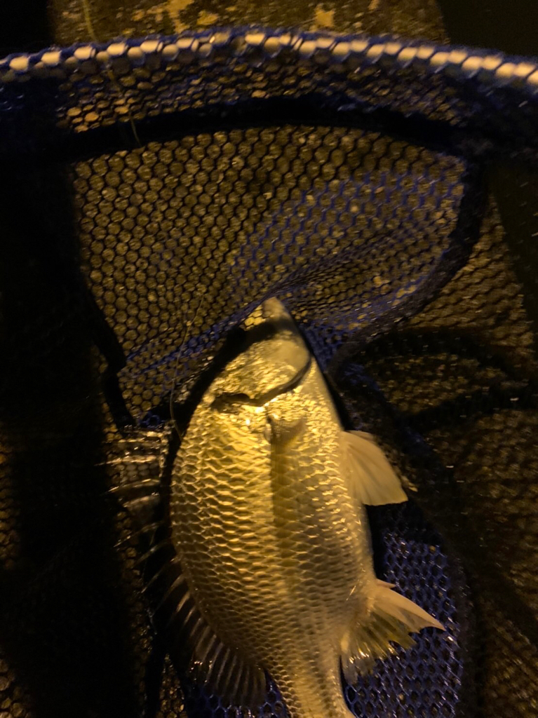 チヌハンターパート41