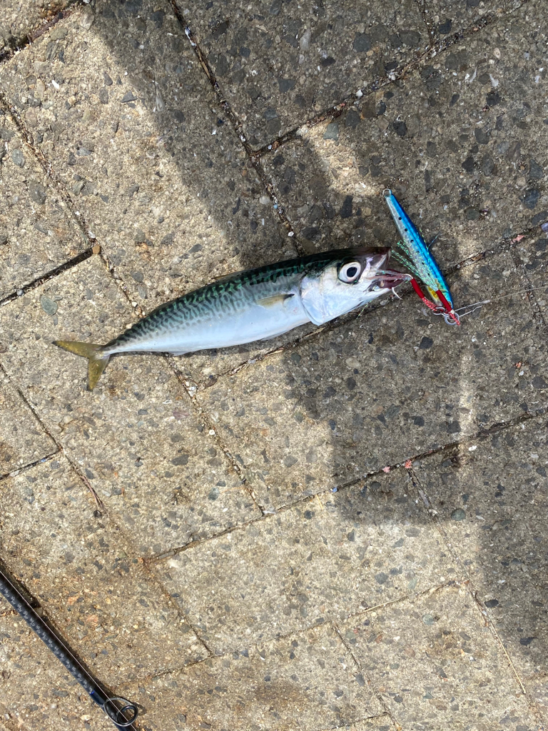 ジギングでサバ2匹