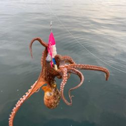 岸和田一文字のタコ釣りはまだいけるにゃー！