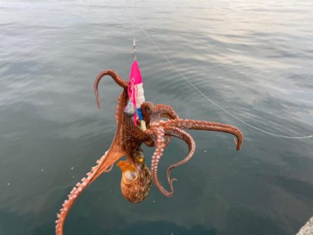 岸和田一文字のタコ釣りはまだいけるにゃー！