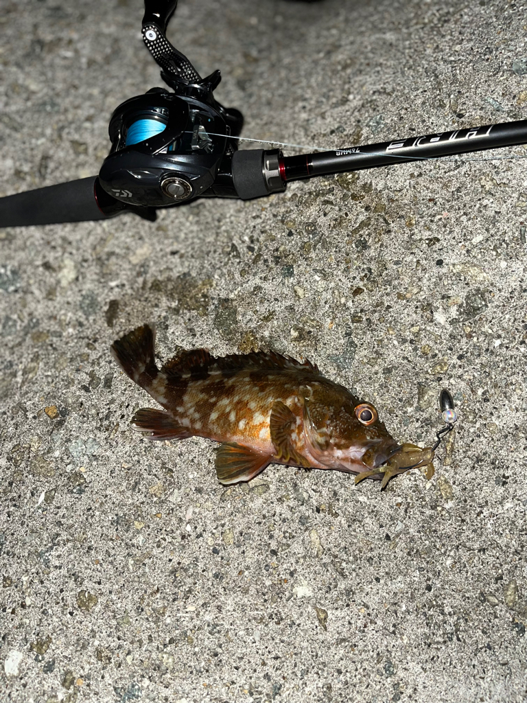 久々アコウ狙いに