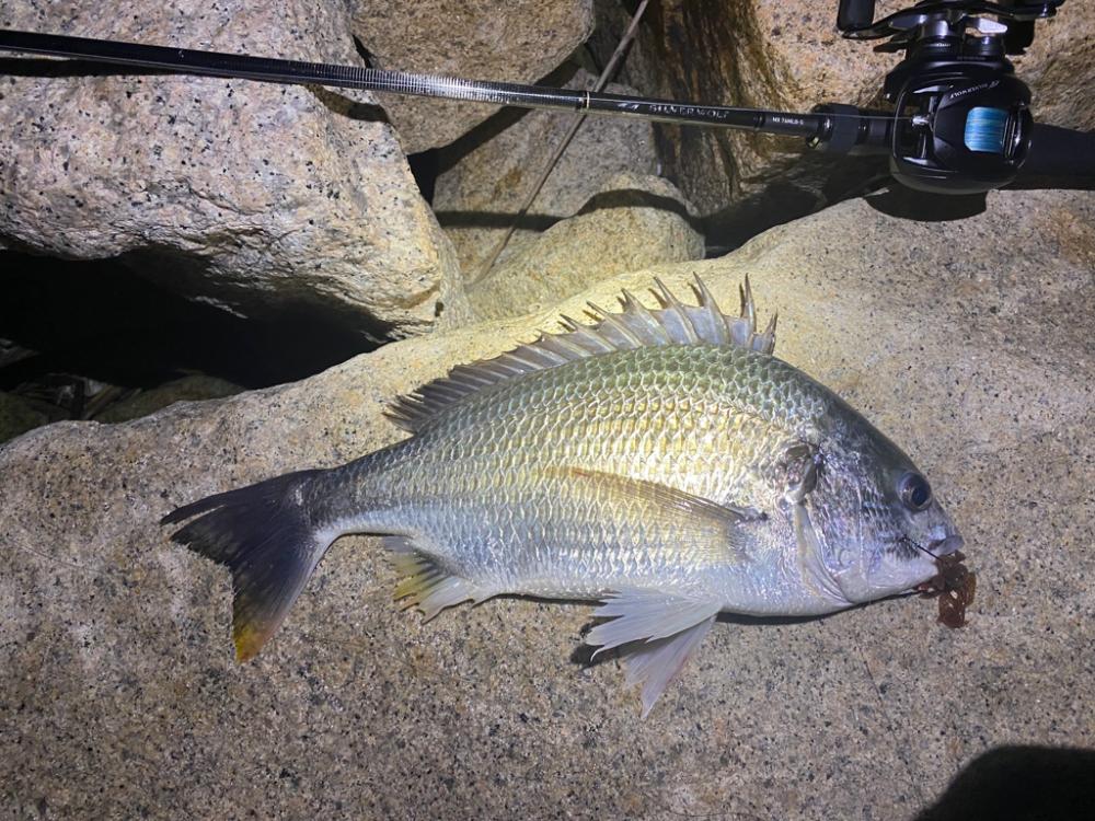 淀川ブリームゲーム