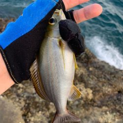 夏の磯は餌取りパラダイス