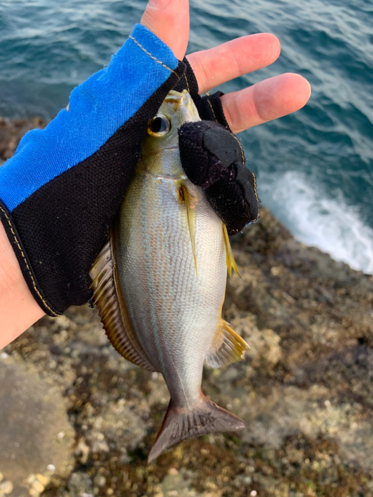 夏の磯は餌取りパラダイス