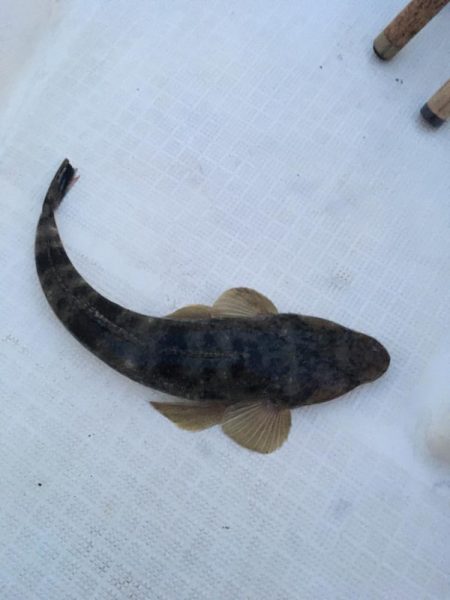 初めてのマゴチからのワタリガニ