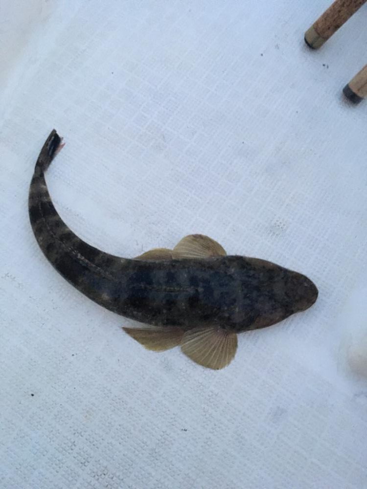 初めてのマゴチからのワタリガニ