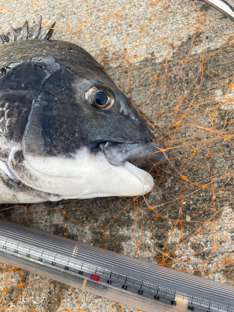 エビ撒き 久しぶりのチヌ!