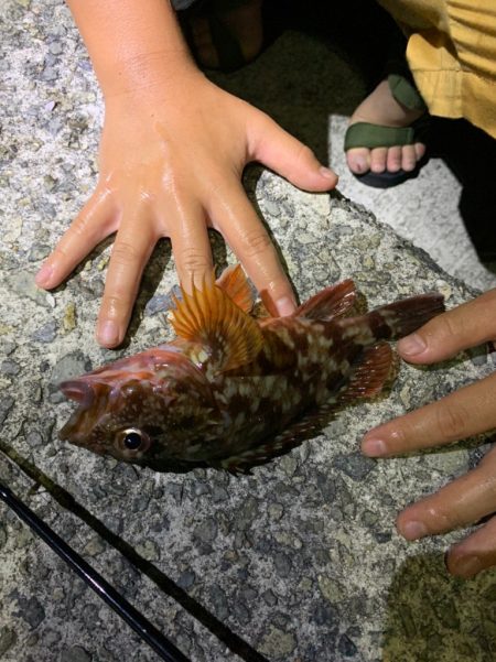 体高ガシラをゲットーサビキはめちゃ釣れる