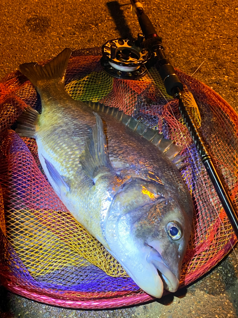 ヘチってきました