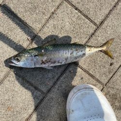 シーサイドコスモ　ジグサビキ