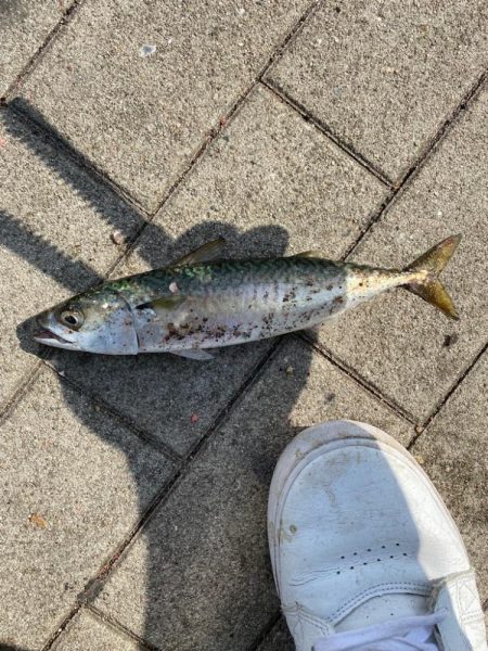 シーサイドコスモ　ジグサビキ