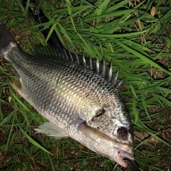 チヌハンターパート28