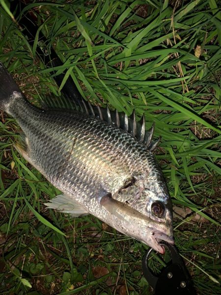 チヌハンターパート28