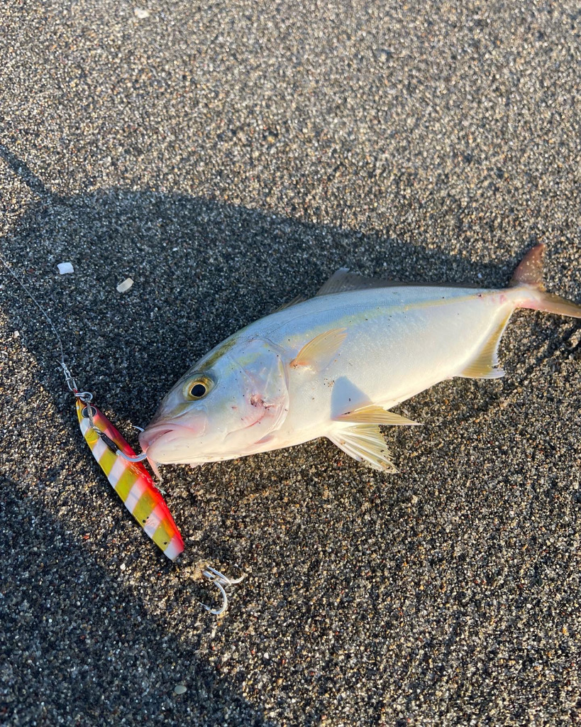 遠州サーフ青物好調‼︎