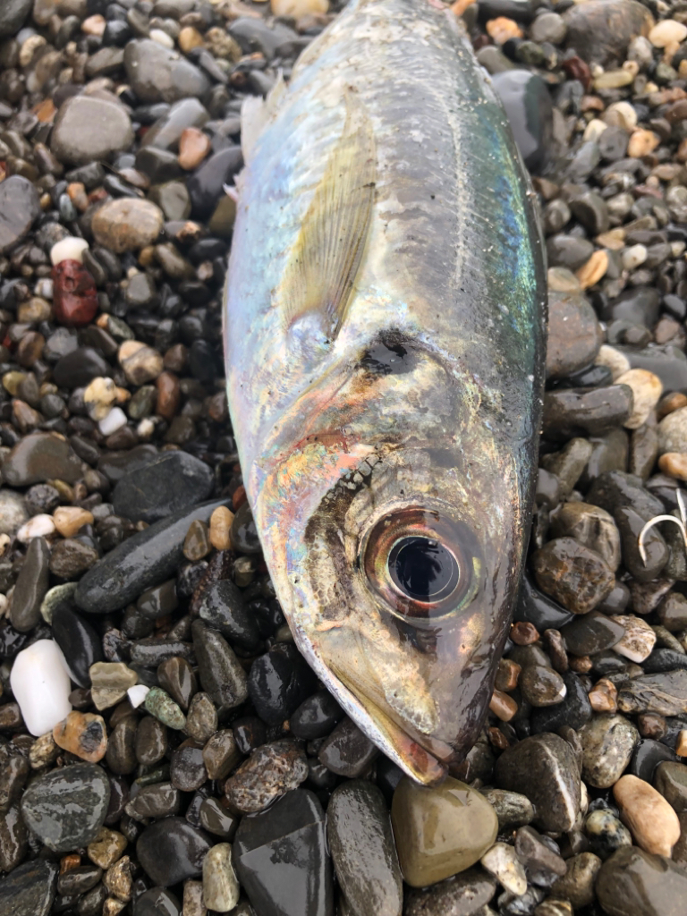 ギガアジ求めて