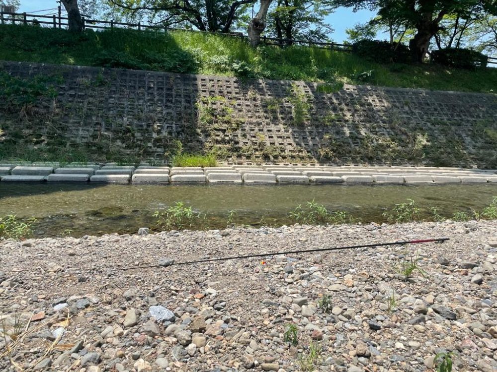 芹川で小鮎釣り