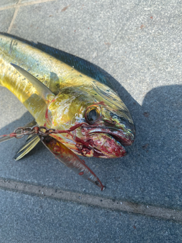 和歌山シイラ釣り