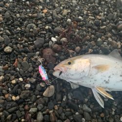 サーフでショゴ