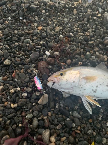 サーフでショゴ