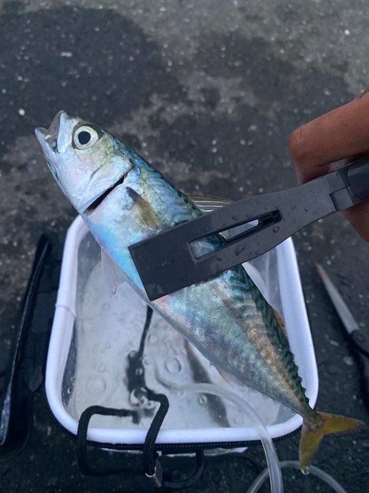 アジングのはずが…