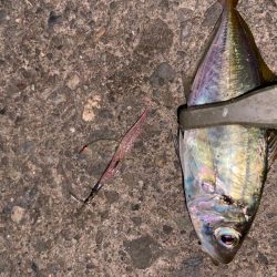 追い風アジング