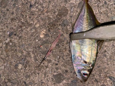 追い風アジング