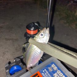 豆アジングにライトロック