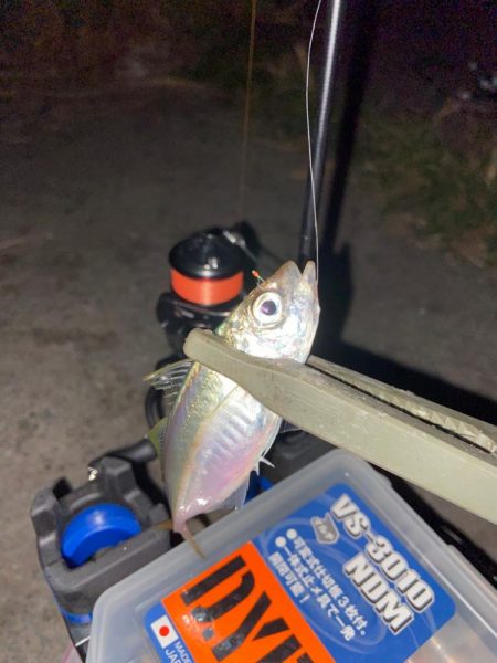 豆アジングにライトロック