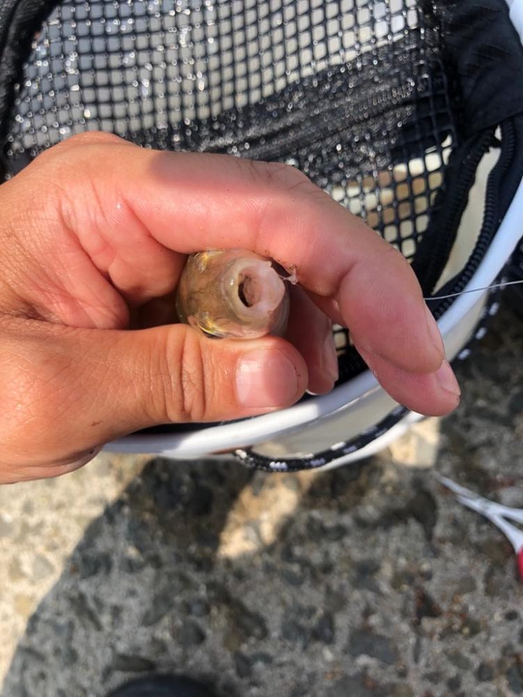 泉南キス ベストシーズンインザサン