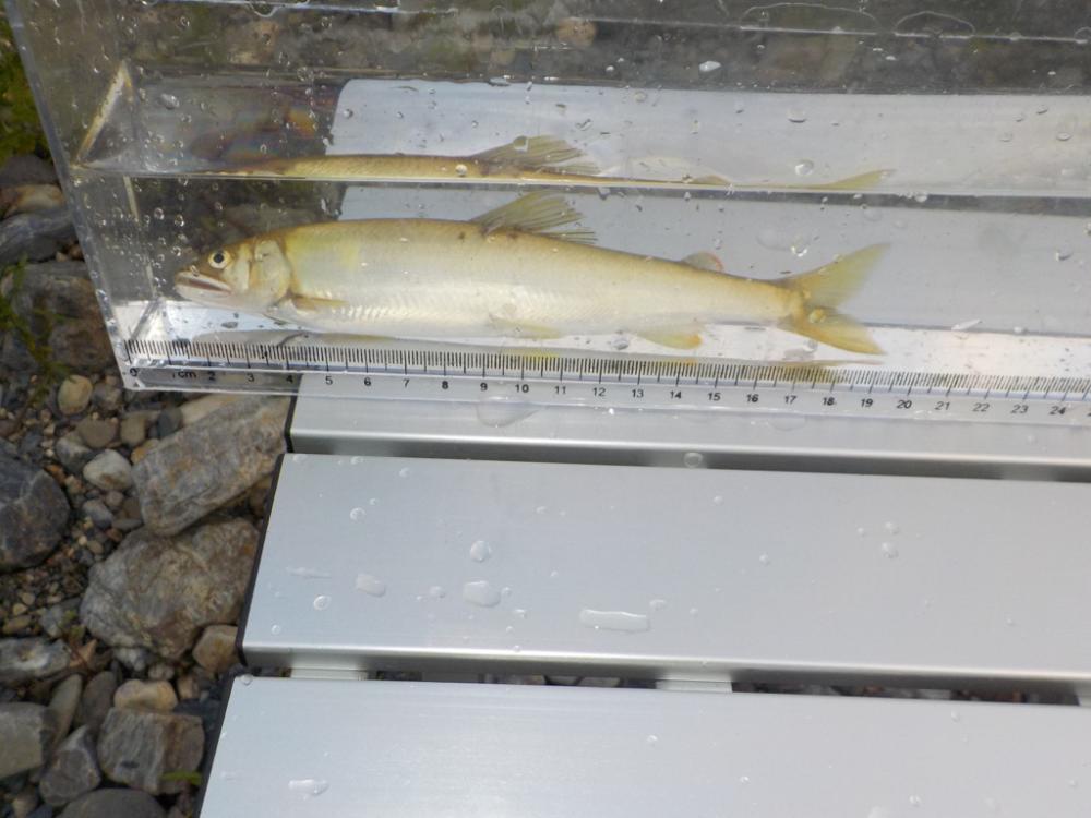 美山鮎9 高水・ささ濁りでも釣れる