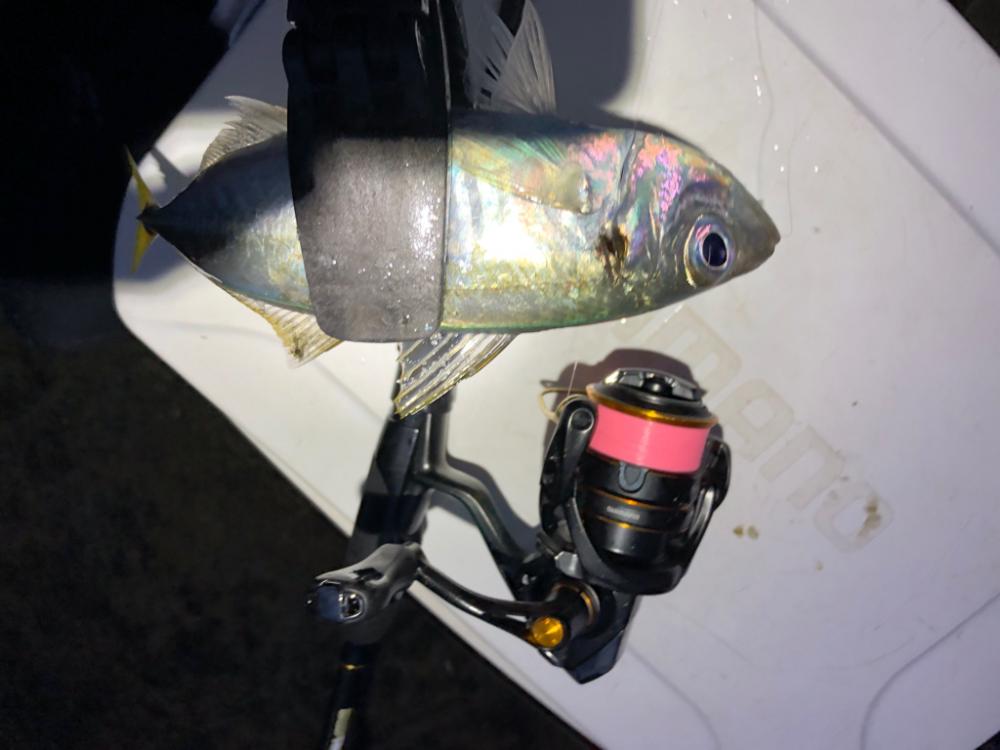 2022 佐渡ヶ島ライトゲーム